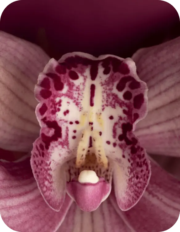 Flower-1 Flower-1